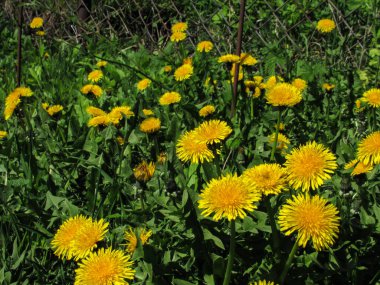 Sarı karahindiba çiçekleri yeşil çimenlerdeki bahar çiçeklerinin arka planında.