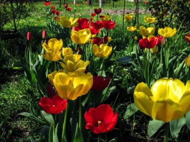 Çiçekli bir bahar bahçesinin arka planında kırmızı ve sarı laleler.