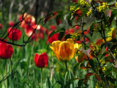 Çiçekli bir bahar bahçesinin arka planında kırmızı ve sarı laleler.