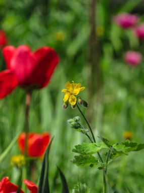 Bahar lale bahçesinin arka planında sarı daha büyük celandin (Chelidonium majus) çiçeği.