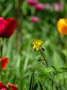 Bahar lale bahçesinin arka planında sarı daha büyük celandin (Chelidonium majus) çiçeği.