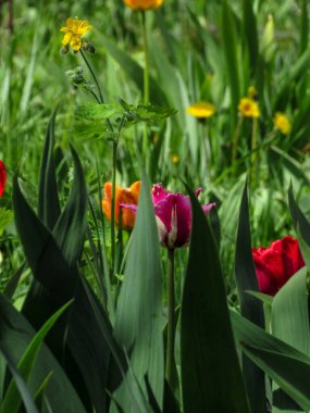 Doğal bahar arka planında pembe ve beyaz lale..