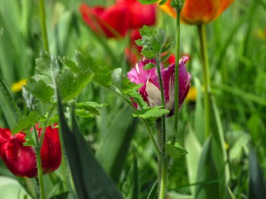 Doğal bahar arka planında pembe ve beyaz lale..