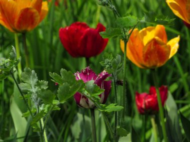 Doğal bahar arka planında pembe ve beyaz lale..