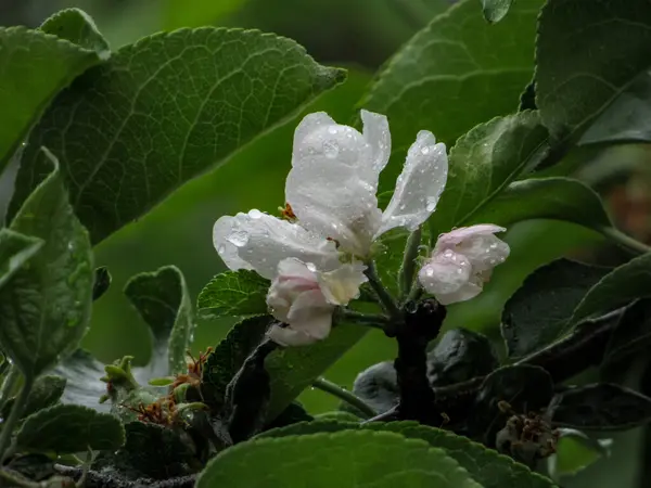 White flower of apple tree with water drops on green leaves.