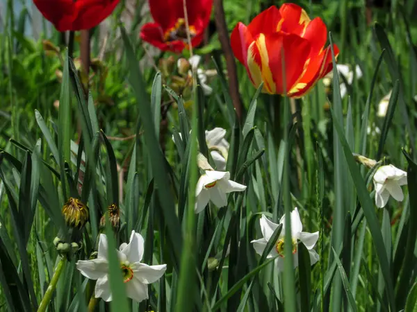 White daffodils in the garden on the background of red tulips.