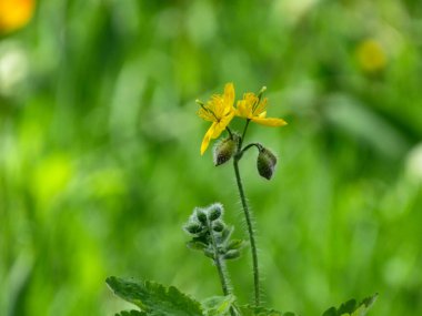 Büyük selandin (Chelidonium majus) çiçekleri doğal bir bahar arkaplanındadır..