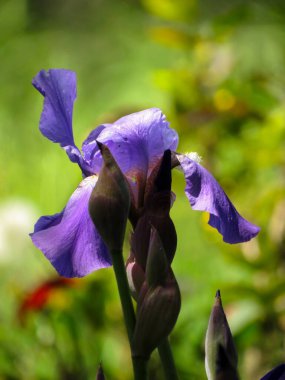Güneşli bir günde yeşil bir arka planda mor iris çiçekleri.