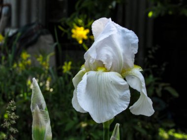 Güneşli bir günde yeşillik ve bahar çiçeklerinin arka planında beyaz süsen çiçekleri..