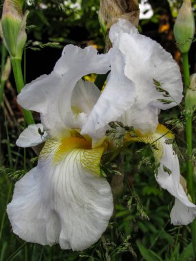 Güneşli bir günde yeşillik ve bahar çiçeklerinin arka planında beyaz süsen çiçekleri..