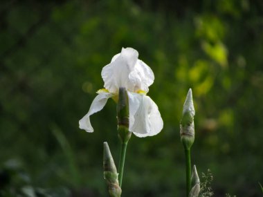 Güneşli bir günde yeşillik ve bahar çiçeklerinin arka planında beyaz süsen çiçekleri..