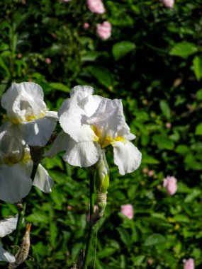 Güneşli bir günde yeşillik ve bahar çiçeklerinin arka planında beyaz süsen çiçekleri..