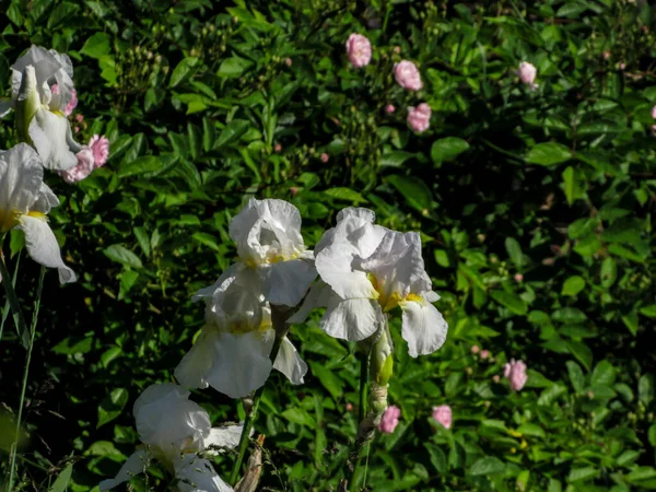 Güneşli bir günde yeşillik ve bahar çiçeklerinin arka planında beyaz süsen çiçekleri..