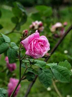 Yağmurdan sonra bahçedeki doğal arka planda pembe gül çiçekleri. Yapraklar ve yapraklar su damlalarıyla kaplıdır..