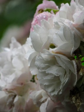 Yağmurdan sonra bahçedeki doğal arka planda pembe ve beyaz gül çiçekleri. Yapraklar ve yapraklar su damlalarıyla kaplıdır..