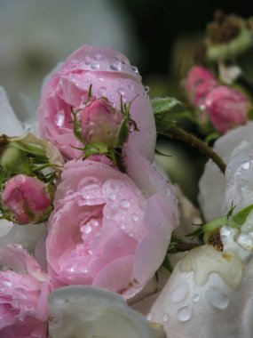 Yağmurdan sonra bahçedeki doğal arka planda pembe ve beyaz gül çiçekleri. Yapraklar ve yapraklar su damlalarıyla kaplıdır..
