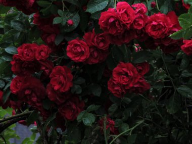 Yağmurdan sonra bahçede doğal arka planda kırmızı gül çiçekleri. Yapraklar ve yapraklar su damlalarıyla kaplıdır..