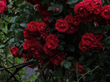 Yağmurdan sonra bahçede doğal arka planda kırmızı gül çiçekleri. Yapraklar ve yapraklar su damlalarıyla kaplıdır..
