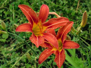 Yağmurdan sonra bahçede doğal arka planda turuncu (Hemerocallis fulva) çiçekler.