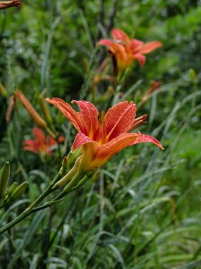 Yağmurdan sonra bahçede doğal arka planda turuncu (Hemerocallis fulva) çiçekler.