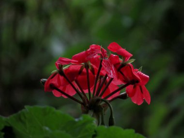 Yağmurdan sonra bahçedeki doğal koyu yeşil arka planda kırmızı sardunya çiçekleri.
