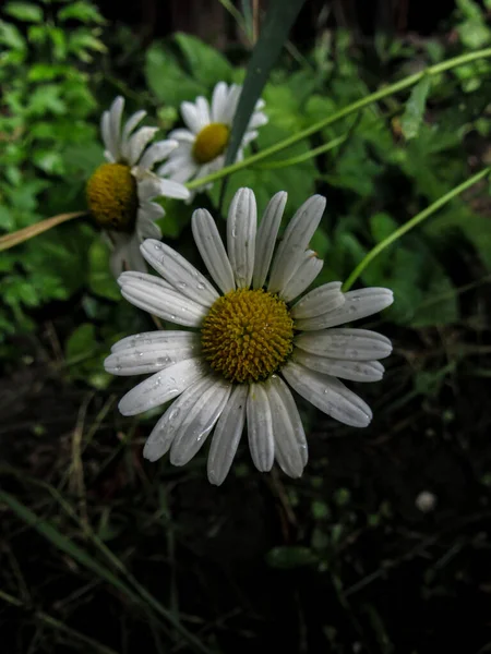 White daisy (chamomile) flower covered with water drops after rain in summer garden on natural background.