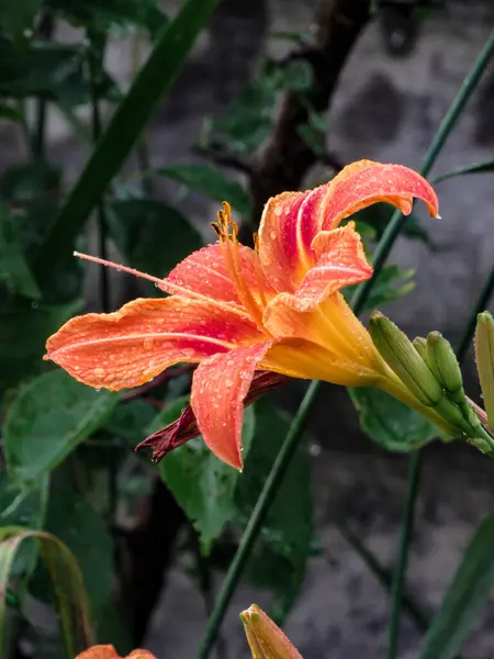 Yağmurdan sonra bahçede doğal arka planda turuncu (Hemerocallis fulva) çiçekler.