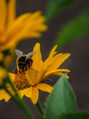 Bir yaban arısı sahte bir ayçiçeğinden polen toplar (Heliopsis helianthoides).