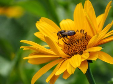 Bir arı sahte bir ayçiçeğinden polen toplar (Heliopsis helianthoides).