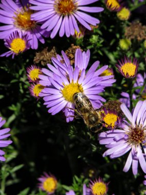 Bir arı mor bir paskalya çiçeğinin üzerinde oturur ve polen toplar, yakın plan fotoğraf, doğal bulanık arkaplan.