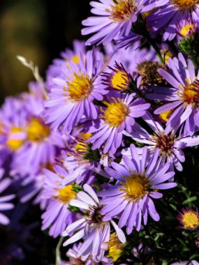 Mor asterliler çiçekleri yakın plan, seçici odak.