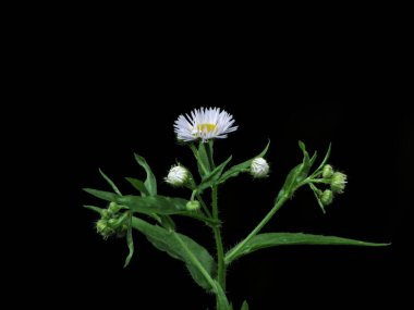 Bahçedeki arka planda beyaz papatya (Erigeron annuus) çiçeği.