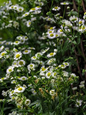 Baharda beyaz papatya tarlası (Erigeron annuus) çiçekleri, doğal arka plan.
