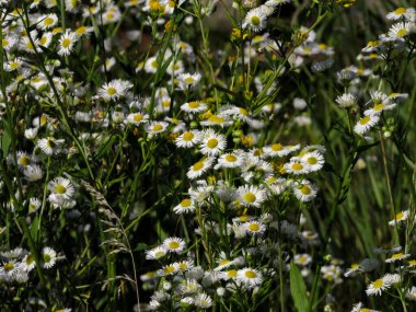 Baharda beyaz papatya tarlası (Erigeron annuus) çiçekleri, doğal arka plan.