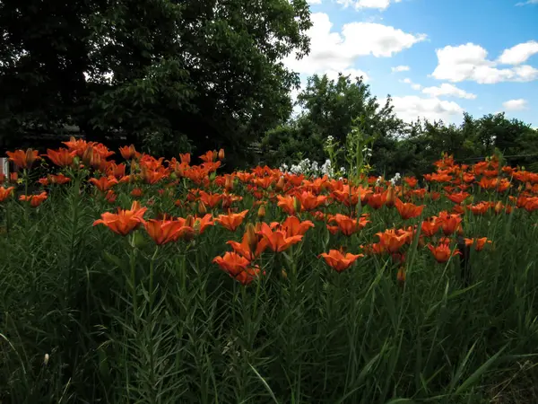 Orange daylily flowers on the background of trees and sky with white clouds.