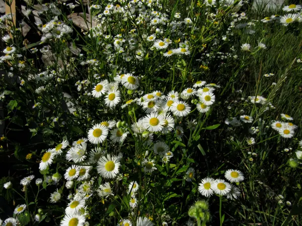 Baharda beyaz papatya tarlası (Erigeron annuus) çiçekleri, doğal arka plan.