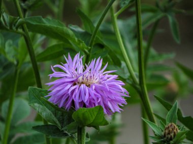 Güneşli bir günde bahçede mor bir çiçek var. Bulanık doğal arkaplan.