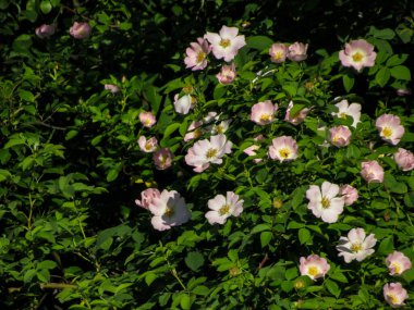 Beyaz ve pembe köpekli bir çalılık gül (Rosa canina) çiçekleri doğal yeşil arka planda.