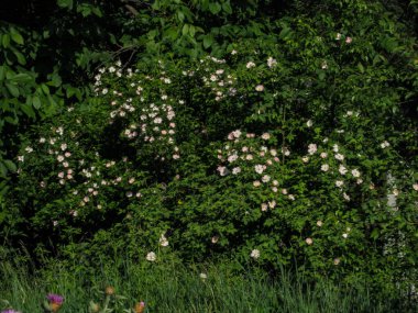 Beyaz ve pembe köpekli bir çalılık gül (Rosa canina) çiçekleri doğal yeşil arka planda.