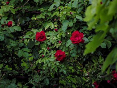 Doğal bir arka planda, yaz bahçesinde kırmızı güller..