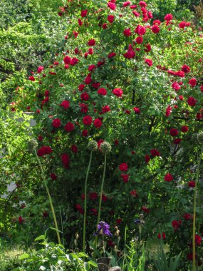 Doğal bir arka planda, yaz bahçesinde kırmızı güller..