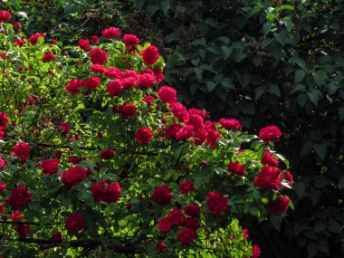 Doğal bir arka planda, yaz bahçesinde kırmızı güller..