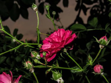 Yazın gökyüzünün arka planında pembe gül çiçekleri ve ağaç dalları.