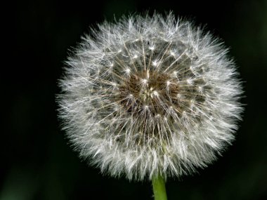 Karahindiba, doğal bulanık arkaplanı kapat.