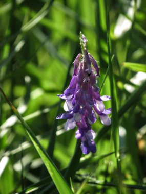 Mor pelerin (Vicia cracca) çiçekli doğal bulanık arka plan. Yakın plan fotoğraf..