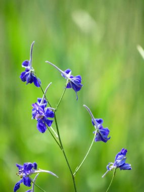 Mor çatallı larkspur (Consolida regalis) çiçekleri doğal bulanık arkaplanı kapatır.
