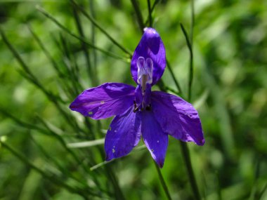 Mor çatallı larkspur (Consolida regalis) çiçekleri doğal bulanık arkaplanı kapatır.