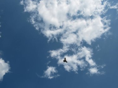 Huzurlu gökyüzü: Mavi gökyüzünde beyaz bir bulutun arka planında uçan bir güvercin.