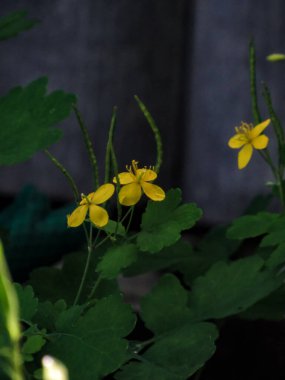 Sarı daha büyük celandin (Chelidonium majus) çiçekleri doğal bulanık arkaplanda.