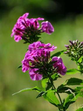 Pembe phlox (Phlox paniculata) yeşil yaprakların arka planında güneşli havada bahçede çiçekler.